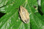 Getreide-Spitzling (Aelia acuminata)