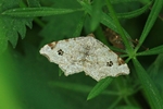 Hellgrauer Eckflügelspanner (Macaria notata)