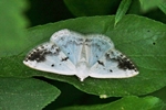 Schattenbinden Weißspanner (Lomographa temerata)