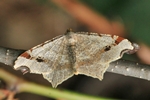 Dunkelgrauer Eckflügelspanner (Macaria alternata)