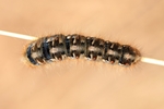 Eichenspinner - (Lasiocampa quercus)