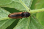 Gestreifter Schnellkäfer (Dalopius marginatus)
