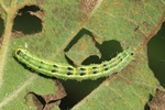 Erlengebüsch-Spanner (Euchoeca nebulata)
