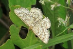 Steppenheiden-Gitterspanner (Heliomata glarearia)