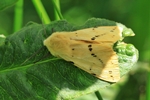 Gelber Fleckleibbär (Spilarctia lutea)