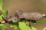 Buchen-Streckfuß, Rotschwanz (Calliteara pudibunda)