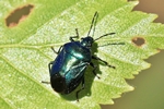 Blaugrüne Baumwanze (Zicrona caerulea)