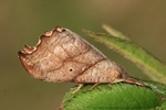 Birken-Sichelflügler (Falcaria lacertinaria)