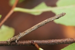 Herbst-Zackenrandspanner (Ennomos autumnaria)