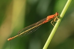 Kleine Pechlibelle (Ischnura pumilio) - Unausgefärbtes Weibchen