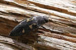 Neunfleckiger Prachtkäfer (Buprestis novemmaculata)