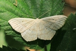 Eckflügel Kleinspanner (Scopula nigropunctata)