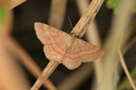 Violettroter Kleinspanner (Scopula rubiginata)