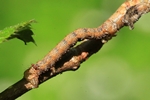 Federfühler-Herbstspanner (Colotois pennaria) 