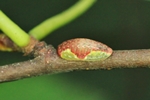 Kleiner Schneckenspinner (Heterogenea asella)