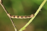 Hochstaudenflur-Blütenspanner (Eupithecia subfuscata)