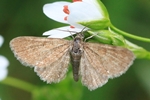 Dreipunkt-Blütenspanner (Eupithecia tripunctaria)
