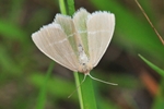 Steppenheiden- oder Waldheiden-Grünspanner (Chlorissa viridata oder cloraria)