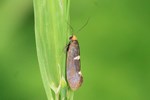 Ohne deutschen Namen (Incurvaria masculella) - Weibchen