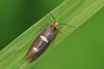 Ohne deutschen Namen (Incurvaria masculella) - Weibchen