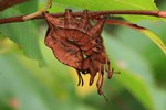 Buchen-Zahnspinner (Stauropus fagi)