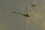 Glänzende Smaragdlibelle - Männchen im Flug
