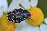Östlicher Trauerrosenkäfer (Oxythyrea cinctella)