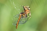 Heidelibelle im Netz einer Spinne