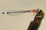 Große Pechlibelle - Unausgefärbtes Weibchen