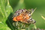 Distel-Bohrfliege (Xyphosia militaria)