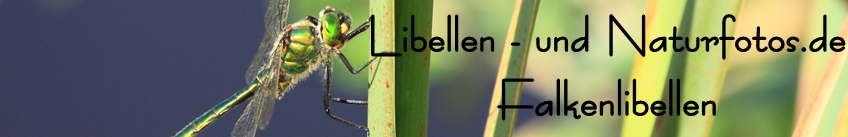 Libellen- und Naturfotos.de