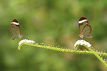 Greta oto/Waldgeist/Glaswing Butterfly