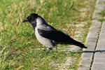 Nebelkrähe (Corvus cornix)