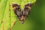 Sehesteds Helmkraut-Spreizflügelfalter (Prochoreutis sehestediana)