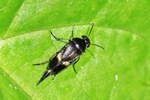 Gebänderter Stachelkäfer (Variimorda villosa)