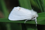 Schwan (Sphrageidus similis)