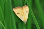 Seideneulchen (Rivula sericealis)