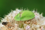 Distel-Schildkäfer (Cassida rubiginosa)