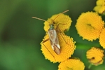 Gemeine Zierwanze (Adelphocoris lineolatus)