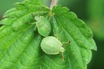 Grüne Stinkwanze (Palomena prasina) - Larven