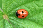 Fünfpunkt-Marienkäfer (Coccinella quinquepunctata)