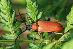 Rothalsbock - Weibchen (Corymbia rubra)