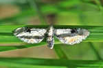 Weißer Blütenspanner (Eupithecia centaureata)
