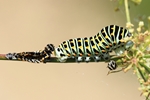 Schwalbenschwanz - Frisch gehäutet (Papilio machaon)