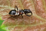 Ameisen-Sichelwanze - Jüngere Larve (Himacerus mimicoides)