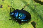Blaugrüne Baumwanze (Zicrona caerulea)