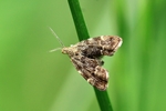 Brennnessel-Spreizflügelfalter (Anthophila fabriciana)