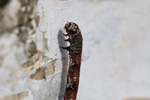 Hellgrauer Eckflügelspanner (Macaria notata) - Raupe