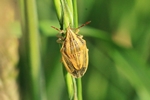 Getreide-Spitzling (Aelia acuminata)