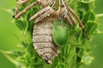 Distel-Schildkäfer (Cassida rubiginosa) an Libellen-Exuvie